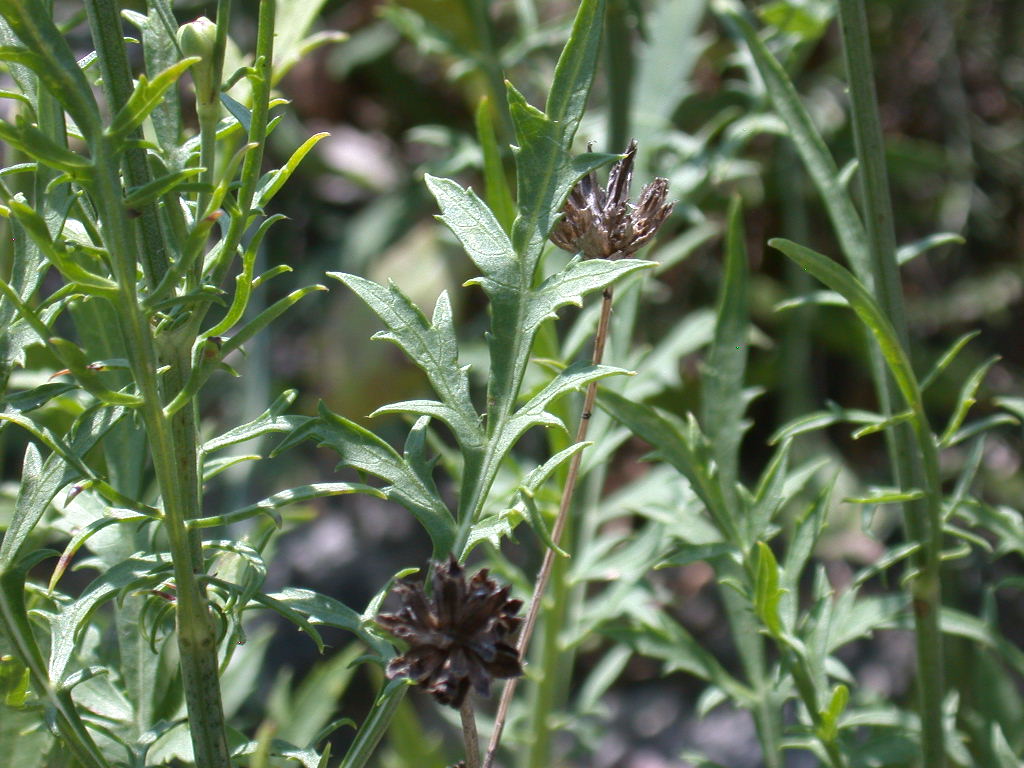 Cephalaria leucantha / Vedovina a teste bianche